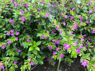 flowers in the garden