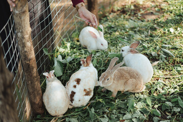 Group of cute bunny rabbit eating grass leaf in a farm home backyard ranch