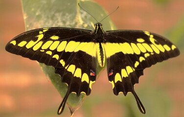 butterfly on a leaf
