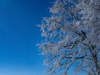 青空と霧氷の木の枝