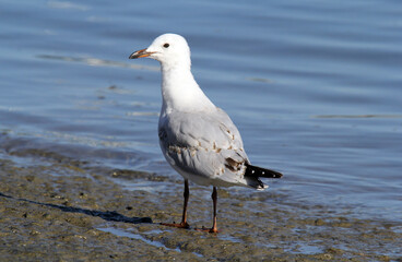 Silver gull seagull bird standing next to the ocean