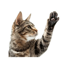 _cat_giving_high_five.