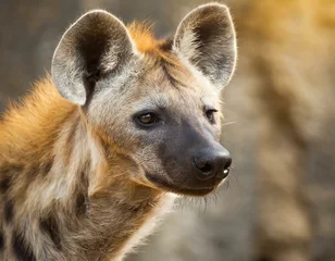 Foto op Canvas African hyena © Jonghwan Jung