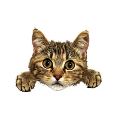 Fototapeta premium Happy_cat_peeks_out_from_behind