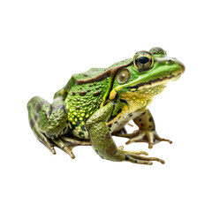 Green_frog._full_body