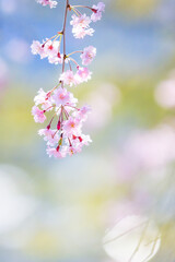 キラキラ枝垂れ桜