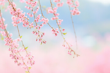 揺れる枝垂れ桜