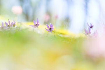 メルヘンチックなカタクリ