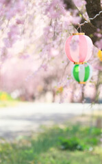 桜まつりの提灯（縦）