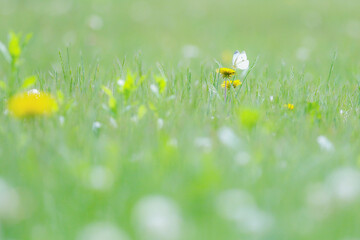 クローバーとチョウチョ