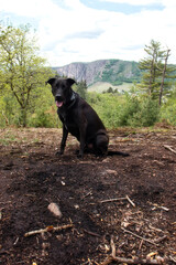 Black labrador retriever dog sitting on the ground with his tongue hanging out with Rotenfels in the background on a spring day in Rhineland Palatinate, Germany.