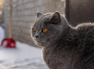 a gray cat of the British breed sits outside in the cold winter on a wooden bench
