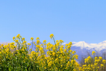 菜の花と吾妻小富士