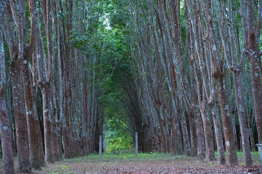 Rubber trees planted in beautiful rows.
