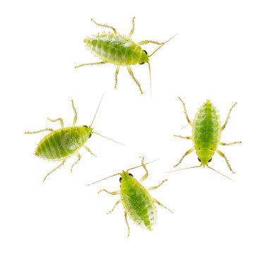 Green Aphids Isolated on transparent Background
