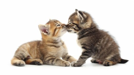 Obraz premium Cute puppy kissing cute tabby kitten on white background isolated