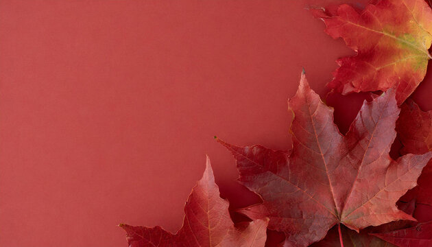 赤色の背景へもみじの葉を並べフレームを作った画像2