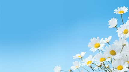 Chamomile flowers on a blue background.