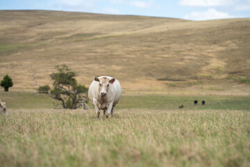 Obraz premium Carbon neutral cattle farming in a free range field on a farm in Australia 