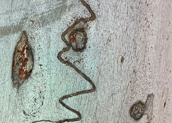 Dark scribble on grey and blue bark of an Australian scribbly gum tree in close up.