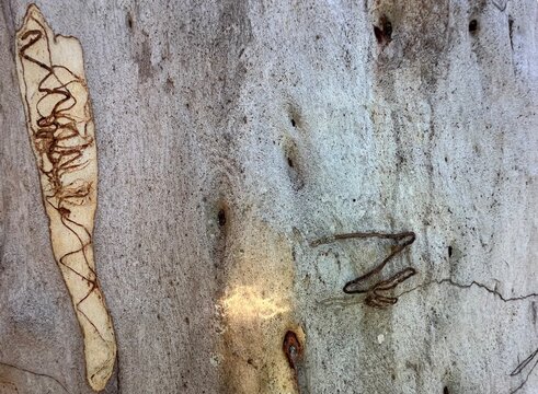 Abstract art produced by scribbles on an Australian scribbly gum tree in close up in colous of grey, beige and blue. 
