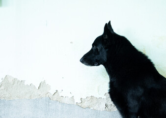 Cachorro preto olhando