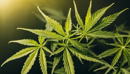  Vibrant Cannabis Leaves in Focus