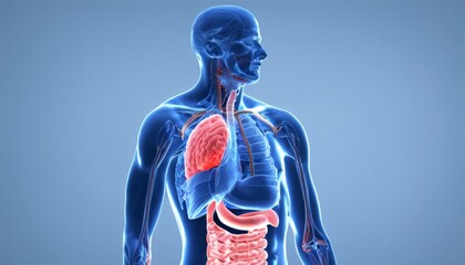  Anatomical illustration of a human torso with internal organs highlighted