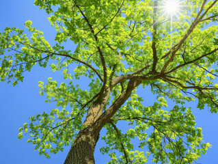 Fototapeta premium Nature is bright, beautiful and amazing.