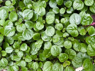 Swedish ivy green leaves background