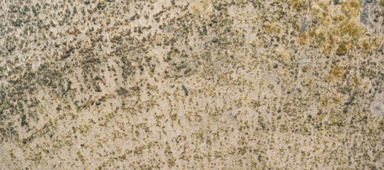 despliegue de hongo creciendo en cartón