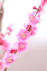 満開に咲いた2月のピンク色の梅の花