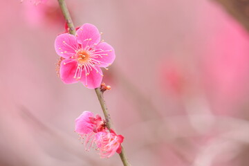 2月に咲いた一輪のピンク色の梅の花