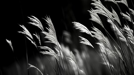 Image of tall grass in a natural setting.