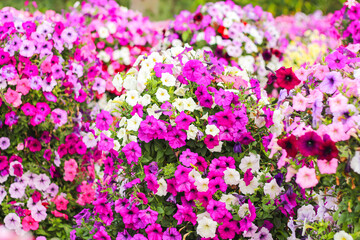 Obraz na płótnie Canvas Beautiful pink and purple flowers blooming with sunshine looking beautiful relaxing and happy.
