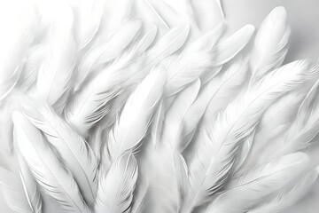 White background with soft feathers. Peace, calm, spirituality, religion and hope idea