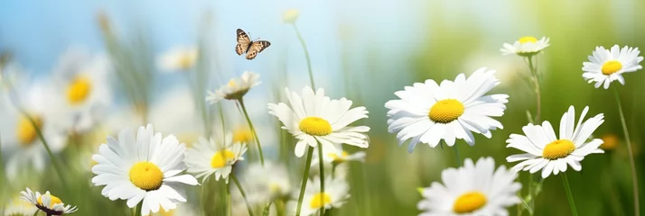 Gartenposter Summer meadow with blooming daisies and a butterfly. © kept