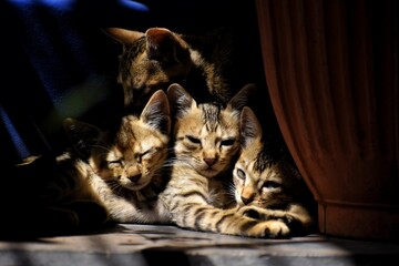 A family of cats
cat on the couch, kittens brotherhood, cat family