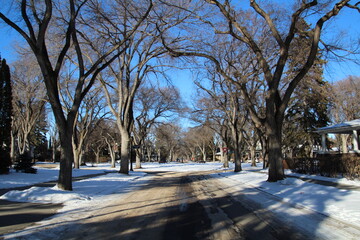Winter Elms, Edmonton, Alberta