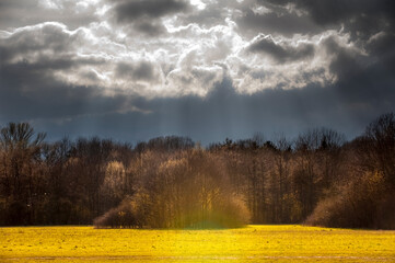 Dramatisch beleuchteter Wolkenhimmel mit Sonnenstrahlen, die senkrecht nach unten auf eine Waldstück mit Wiese scheinen