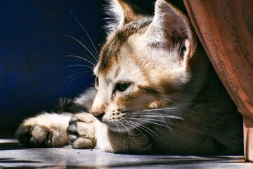 Cat posing in sun, relaxing kitten