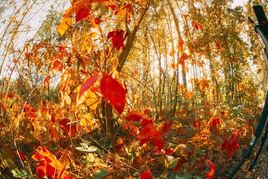 Trees Foliage Leaves Turn Yellow Orange Autumn. From Summer Green To Autumn Red Orange. Time Lapse Time-lapse Fall Coming. Season Change Concept. Autumn Mood Timelapse. Summer Autumn Forest Transition