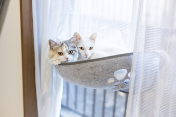 窓用ハンモックから見つめてくる2匹の猫