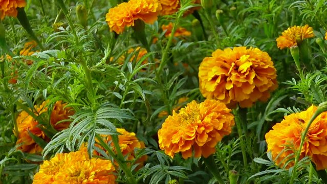 Beautiful blooming orange marigold flowers in the garden. Orange Green flowers background.