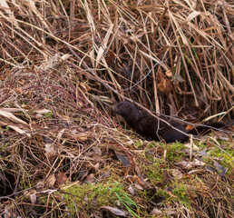 Ein Mauswiesel im braunem Sommerfell
