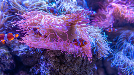 Clown Fish in aquarium