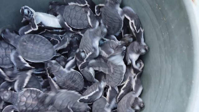 Newly hatched turtles at the Sukamade Turtle conservation, ready to be released on the beach