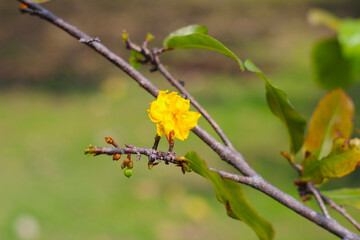 Yellow flower of Ochna integerrima (Lour.) Merr.