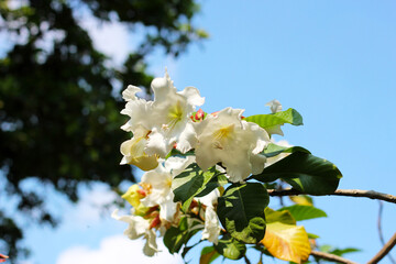White flower of Herald's Trumpet, Easter Lily Vine