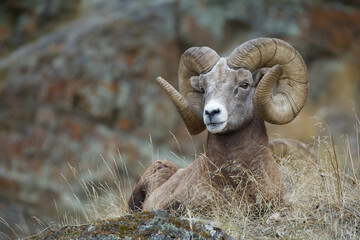 Rocky Mountain Bighorn Sheep - a ram with full curl horns rests on a grassy knoll with a rugged cliff behind him